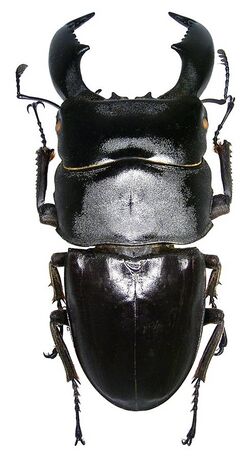 Dorcus titanus titanus Boisduval, 1835 male (3990618600).jpg