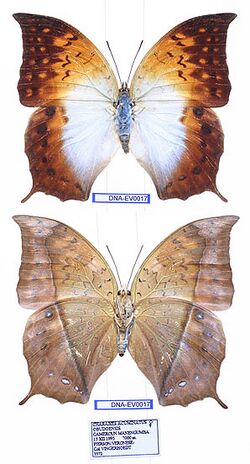 EV-0017 Charaxes acuminatus obudoensis (3666461346).jpg