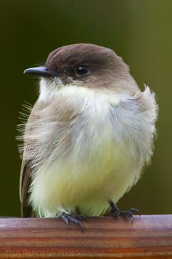 Eastern Phoebe1.jpg