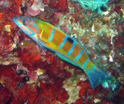 Female Thalassoma pavo.JPG