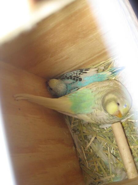 File:Female budgerigar and her chick .jpg