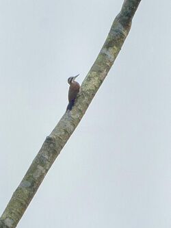 Fire-bellied Woodpecker - Ghana S4E1787 (16222859798).jpg