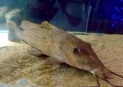 Giraffe Catfish (Auchenoglanis occidentalis) - GRB.JPG