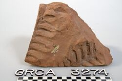 Grand Canyon National Park GRCA 3274, Fossil Fern - Flickr - Grand Canyon NPS.jpg