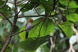 Greater Rufous-headed Parrotbill Eaglenest WLS Arunachal Pradesh India March 2019.jpg