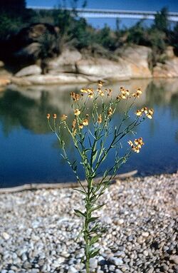 Helenium elegans1.jpg