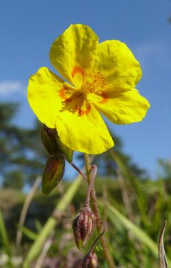 Helianthemum nummularium subsp obscurum 300907.jpg