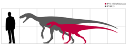 Herrerasaurus scale.png