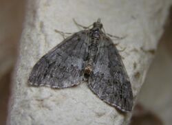 Hydriomena impluviata FvL.jpg