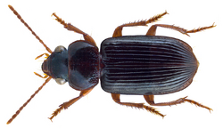 Idiomelas (Egaploa) fulvipes (Erichson, 1843) (26503237893).png