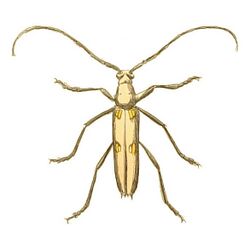 Illustrations of Exotic Entomology Stenocorus 4-maculatus.jpg