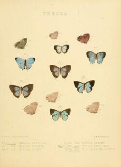 Illustrations of diurnal Lepidoptera 65.jpg