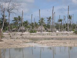 Impacts of coastal erosion and drought on coconut palms in Eita, Tarawa, Kiribati.JPG
