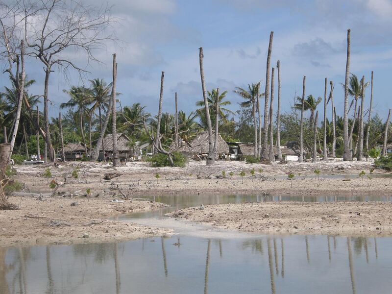 File:Impacts of coastal erosion and drought on coconut palms in Eita, Tarawa, Kiribati.JPG
