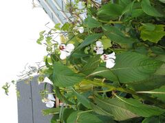 Impatiens tinctoria (22058950314).jpg