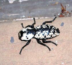 Ironclad Beetle.jpg