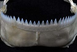 Isistius brasiliensis lower teeth.jpg