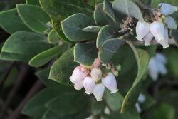 J20170210-0071—Arctostaphylos nortensis—RPBG (32923930075).jpg