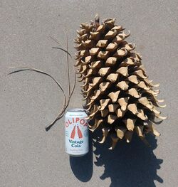 Large Coulter Pine cone.jpg