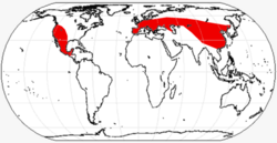 Leptomerycinae range.png