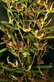 Leucadendron salicifolium 1DS-II 3-5496.jpg