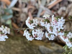 Leucopogon attenuatus.jpg