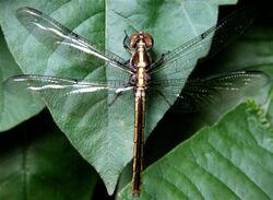 Libellula flavida.JPG