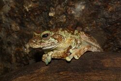 Litoria genimaculata female.JPG