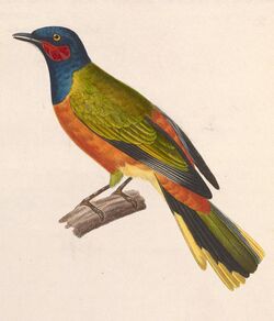 Lobotos lobatus male 1838.jpg