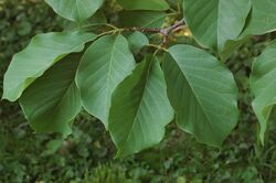 Magnolia sprengeri 'Diva' Leaves 3008px.jpg