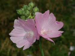 Malvaceae - Malva alcea-2.JPG