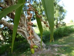 Melaleuca leucadendra 02.JPG