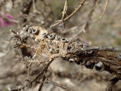 Melaleuca suberosa fruit.jpg