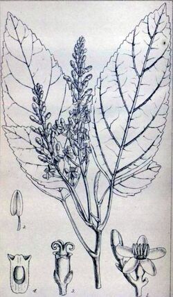 Melanophylla crenata.jpg