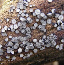 Mollisia-sp-Grey-disco-fungus-20110218a.jpg