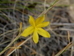 Moraea virgata.jpg