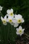Narcissus 'Segovia' 2013 071.JPG