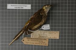 Naturalis Biodiversity Center - RMNH.AVES.125339 1 - Pycnonotus tympanistrigus (S. Muller, 1835) - Pycnonotidae - bird skin specimen.jpeg