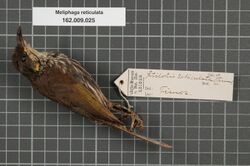 Naturalis Biodiversity Center - RMNH.AVES.134201 1 - Meliphaga reticulata Temminck, 1824 - Meliphagidae - bird skin specimen.jpeg