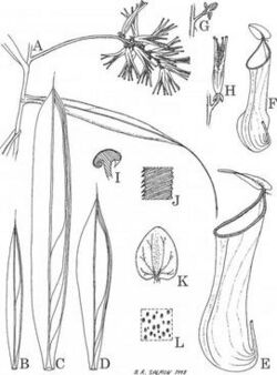 Nepenthes angasanensis.jpg