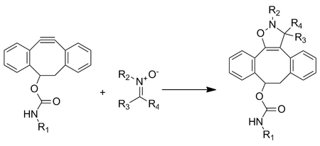 Cycloaddition between a nitrone and a cyclooctyne