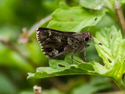 Nysa roadside-skipper.jpg