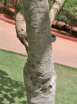 Octopus Tree (Schefflera actinophylla) trunk at Hyderabad, AP W 286.jpg