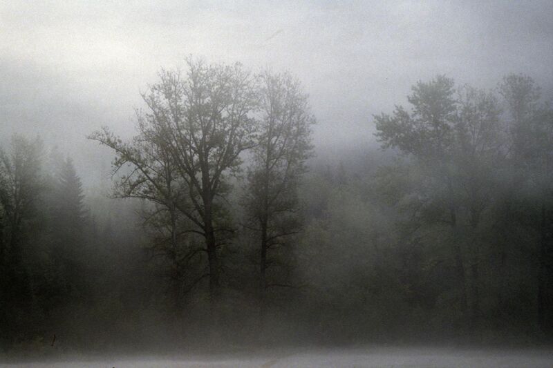 File:Okanogan-Wenatchee National Forest, morning fog shrouds trees (37171636495).jpg