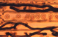 Ophiostoma wageneri 1.jpg