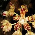Phalaenopsis doweryensis Orchi 003.jpg