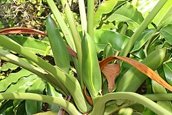 Philodendron goeldii 2zz.jpg