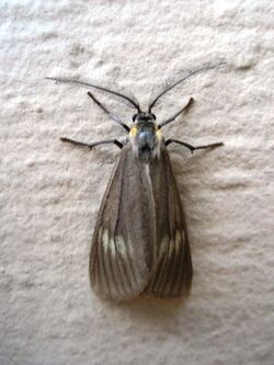 Phryganidia californica Moth 2.jpg