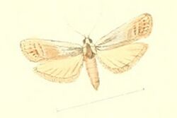 Phtheochroa retextana.jpg