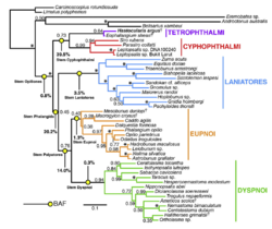Phylogenetic Analyses of Opiliones 2014-A.png